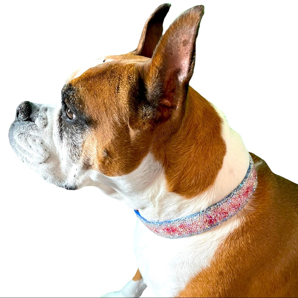 Rcjh Limited Edition collar